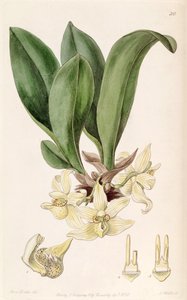 Stenia pallida by Miss Drake